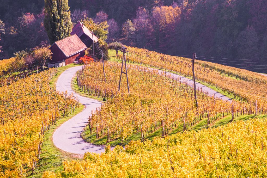 Weingutportal Steiermark. Gästezimmer buchen Wein kaufen von ihrem Winzer in der Steiermark